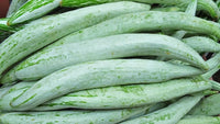 Healthy Snake Gourd plants growing in full sun