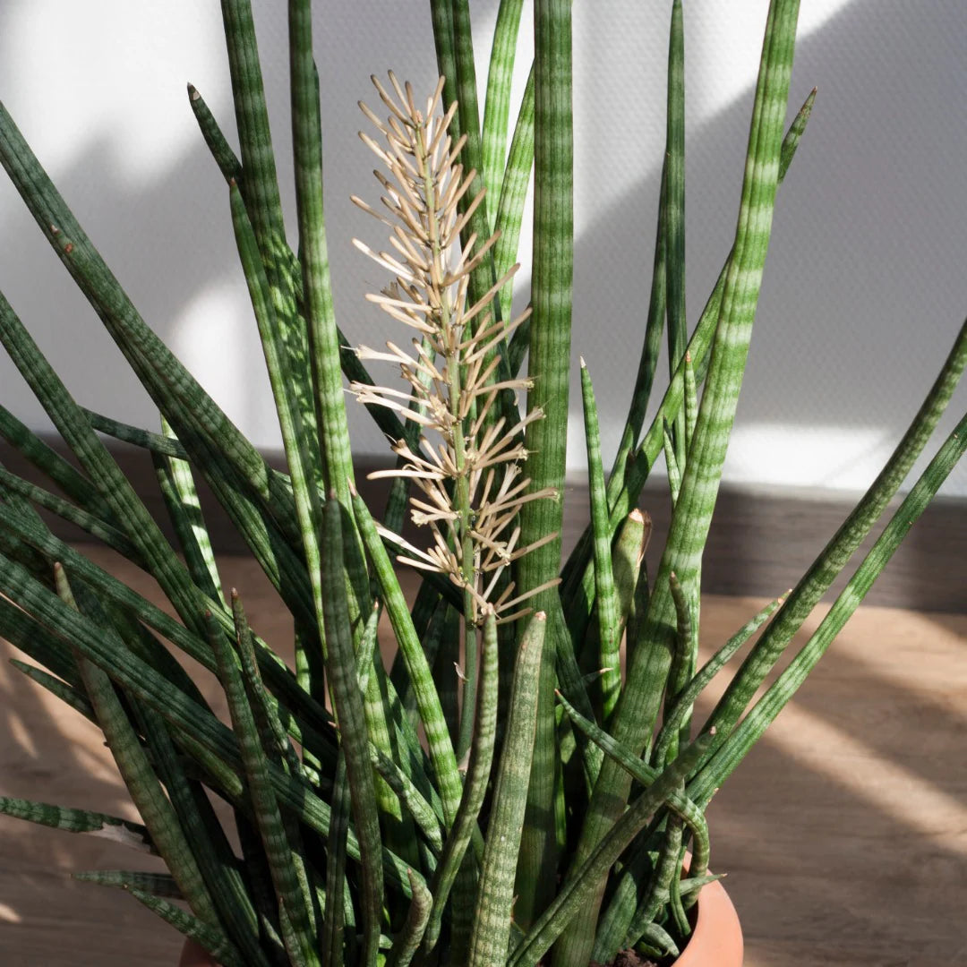 Sansevieria Flower seeds for Planting - Sun Loving, Heirloom & GMO Free Seeds for Home Garden