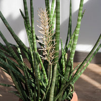 Sansevieria Flower seeds for Planting - Sun Loving, Heirloom & GMO Free Seeds for Home Garden