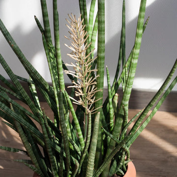 Sansevieria Flower seeds for Planting - Sun Loving, Heirloom & GMO Free Seeds for Home Garden