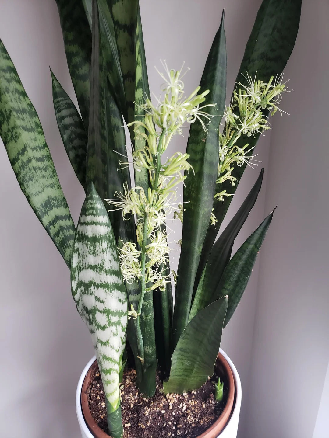 Sansevieria Flower seeds for Planting - Sun Loving, Heirloom & GMO Free Seeds for Home Garden