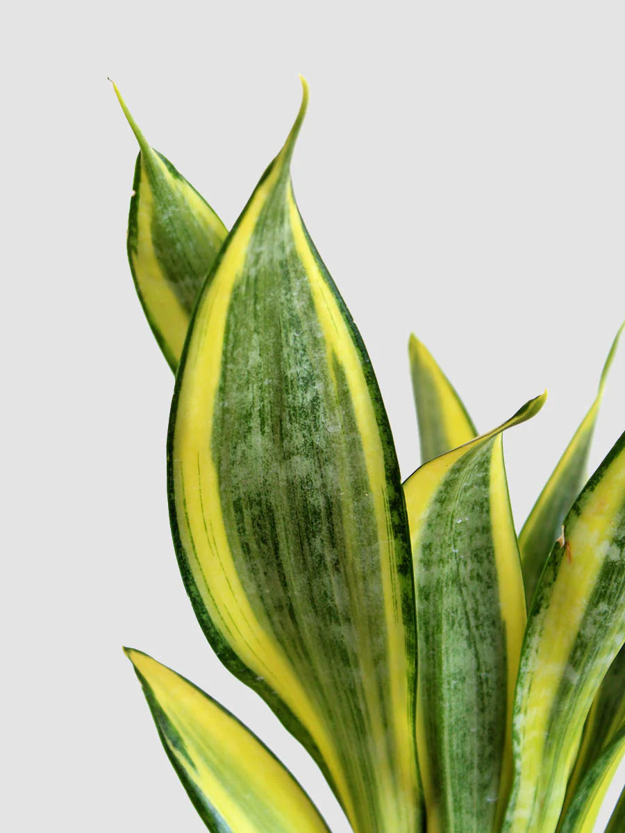 Yellow Green Sansevieria for Planting Garden Favorite Heirloom & GMO Free Seeds for Home Garden
 
 Sale