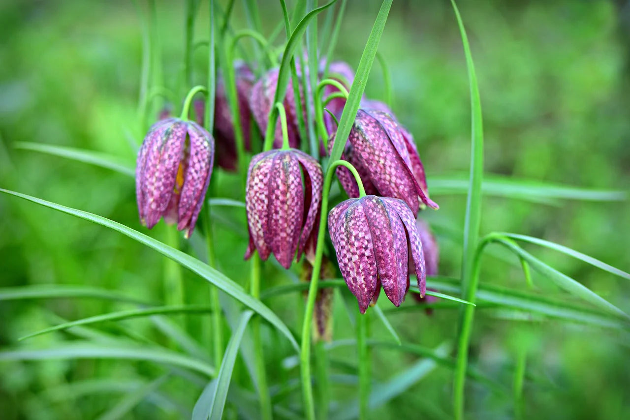 Pink Fritillaria Flower seeds for Planting - Shade Tolerant, Heirloom & GMO Free Seeds for Home Garden