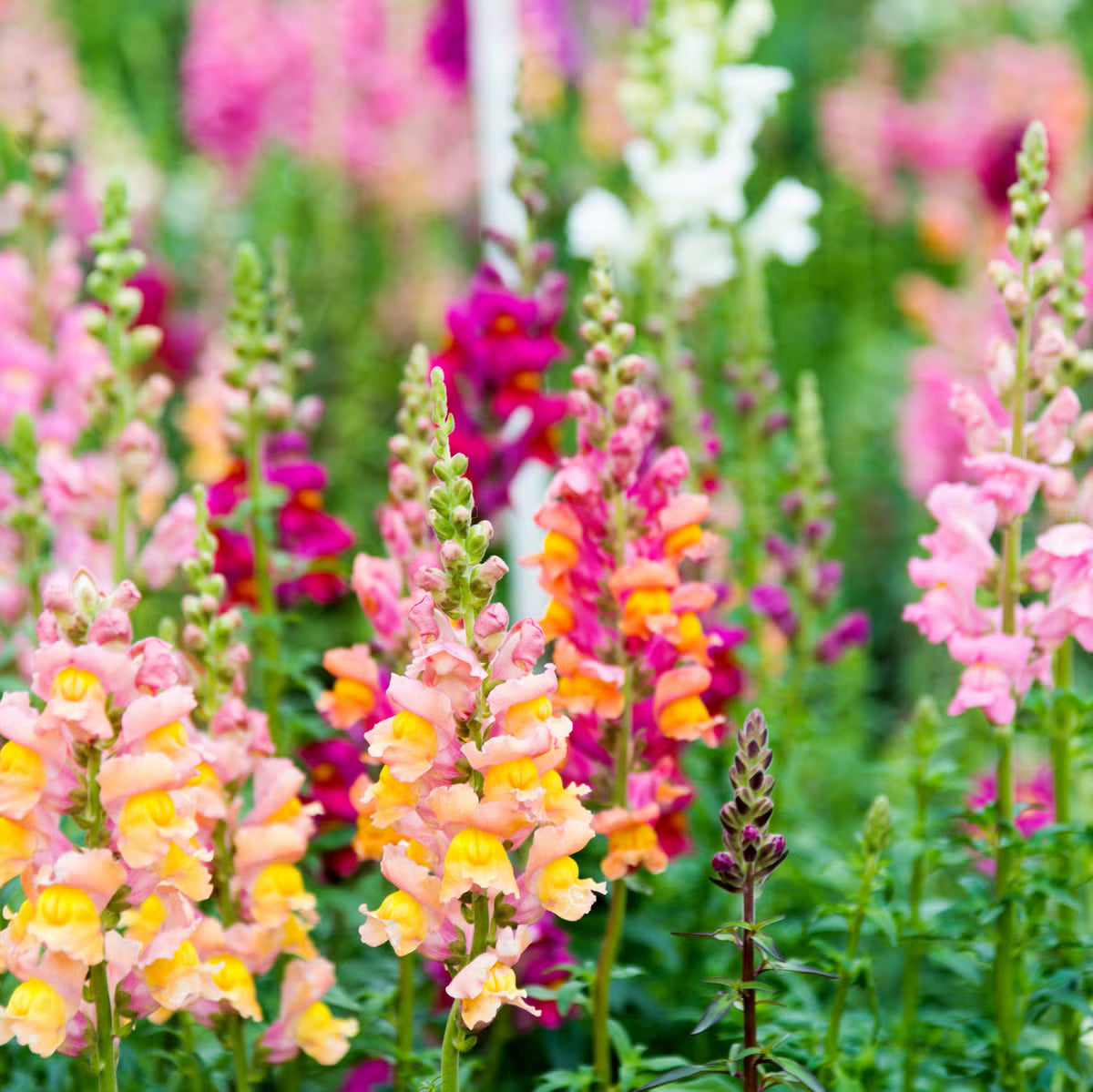 Snapdragon Flower Seeds for Planting  Colorful Annual & Biennial Garden Blooms