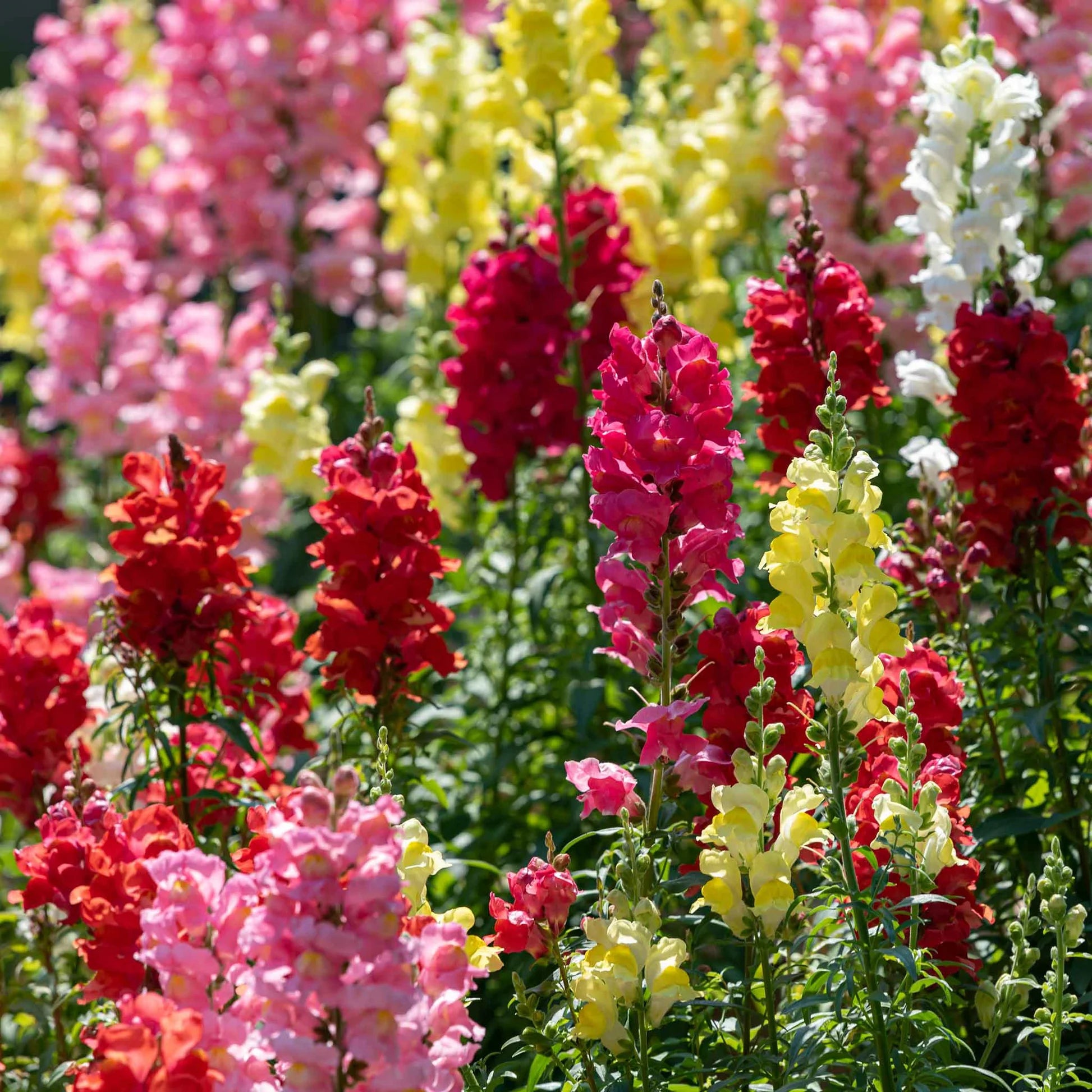 Mixed Snapdragon Flower seeds for Planting - Easy to Grow, Heirloom & GMO Free Seeds for Home Garden