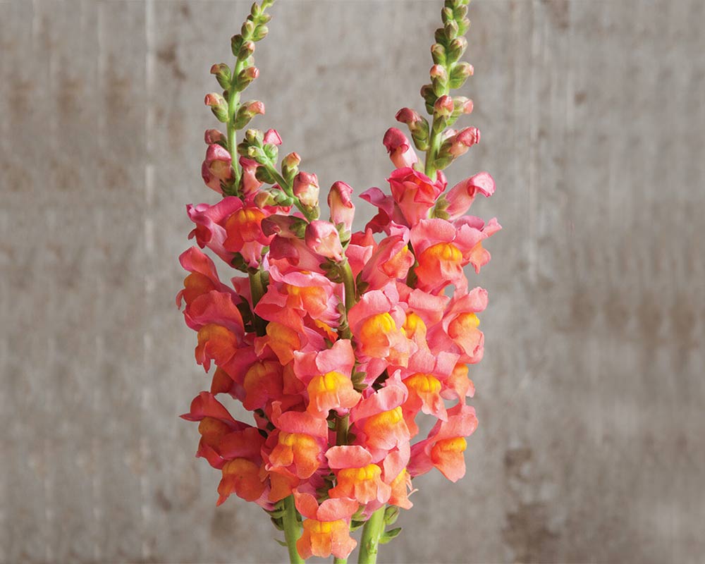 Snapdragon Flower seeds for Planting Garden Favorite Heirloom & GMO Free Seeds for Home Garden