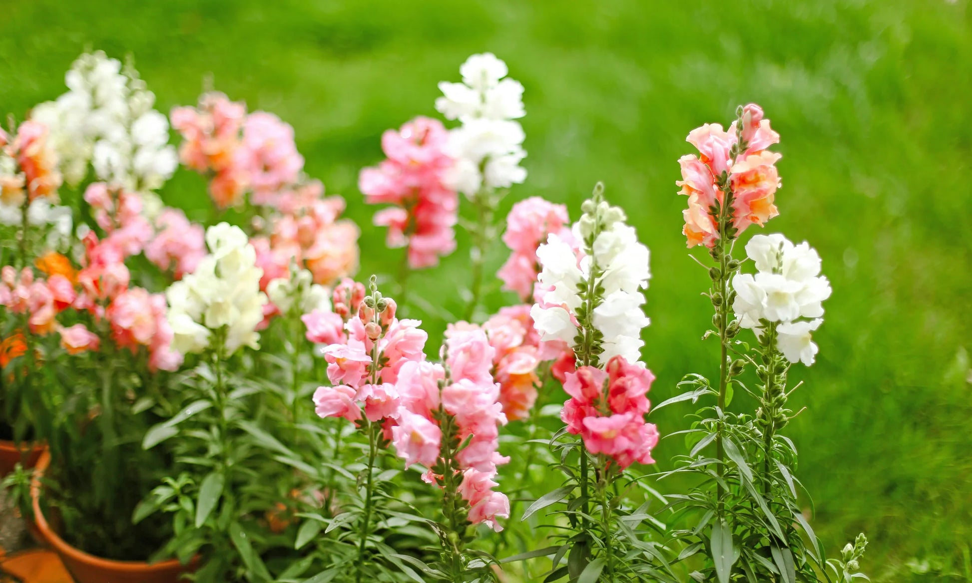 Snapdragon Flower seeds for Planting Garden Favorite Heirloom & GMO Free Seeds for Home Garden