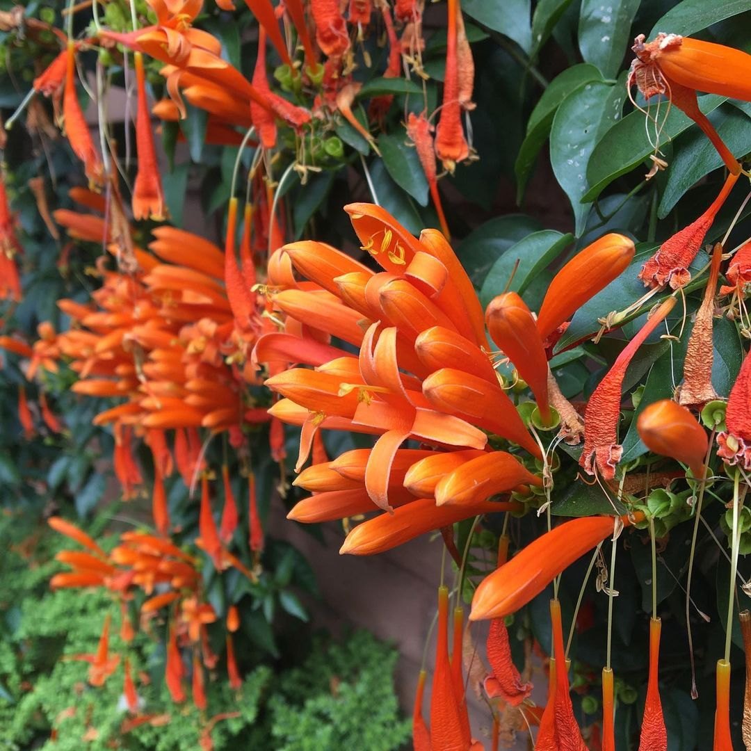 Light Orange Pyrostegia Venusta Flower seeds for Planting Perfect for Borders Heirloom & GMO Free Seeds for Home Garden