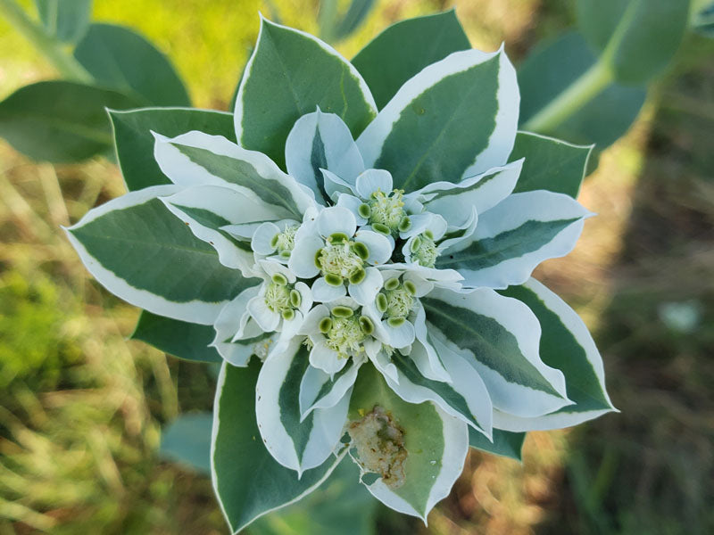 Green Snow on the Mountain Flower seeds for Planting - Long Bloom Season, Heirloom & GMO Free Seeds for Home Garden