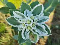 Green Snow on the Mountain Flower seeds for Planting - Long Bloom Season, Heirloom & GMO Free Seeds for Home Garden
