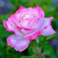 Pink Snow Rose growing in decorative containers