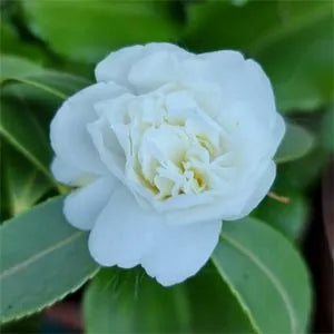 Light Green Camellia Flower Seeds for Planting Seasonal Bloomer Heirloom & GMO Free Seeds for Home Garden
 
 Sale