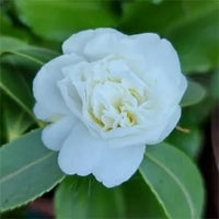 Light Green Camellia Flower Seeds for Planting Seasonal Bloomer Heirloom & GMO Free Seeds for Home Garden
 
 Sale