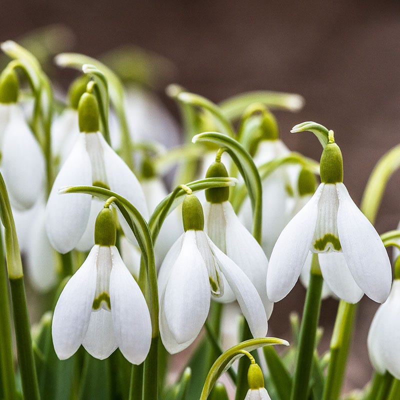 Snowdrop Bulbs Flower seeds for Planting - Fragrant Blossoms, Heirloom & GMO Free Seeds for Home Garden
