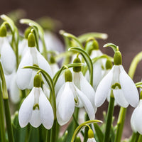 Snowdrop Bulbs Flower seeds for Planting - Fragrant Blossoms, Heirloom & GMO Free Seeds for Home Garden