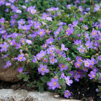 Bacopa Blutopia Flower seeds for Planting - Premium Quality, Heirloom & GMO Free Seeds for Home Garden