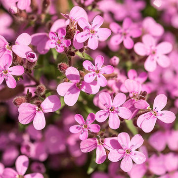 Saponaria Flower seeds for Planting Sun Loving Heirloom & GMO Free Seeds for Home Garden