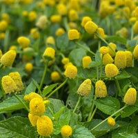 Yellow Spilanthes Flower seeds for Planting - Colorful Display, Heirloom & GMO Free Seeds for Home Garden