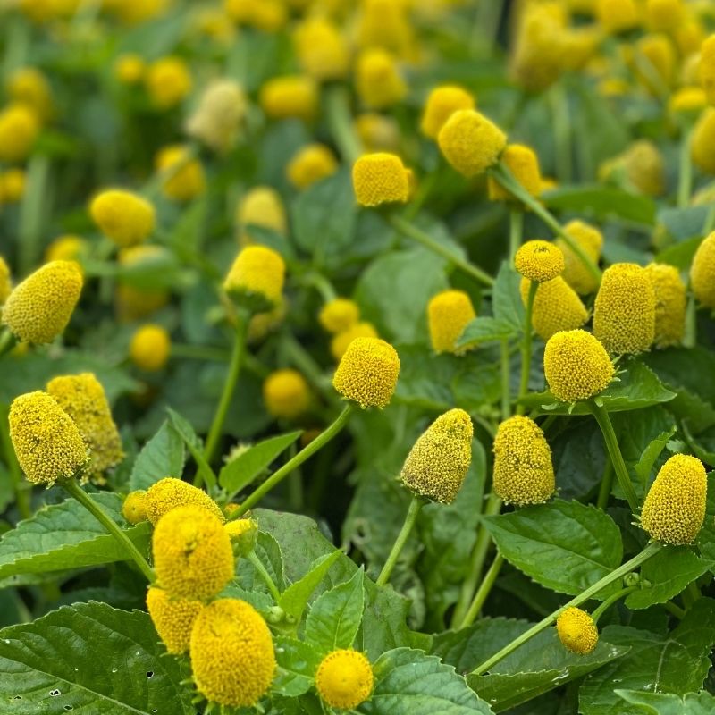 Spilanthes Flower seeds for Planting Seasonal Bloomer Heirloom & GMO Free Seeds for Home Garden 
 
 Sale