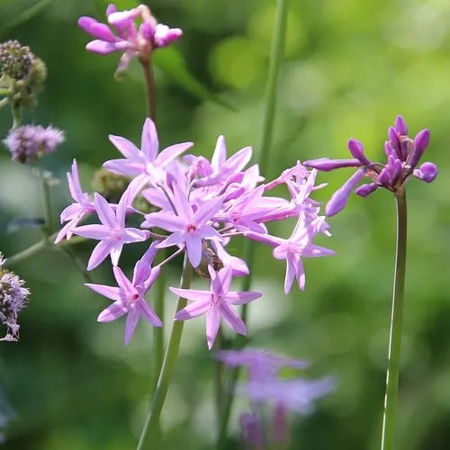 Tulbaghia Flower seeds for Planting - Bright Blooms, Heirloom & GMO Free Seeds for Home Garden