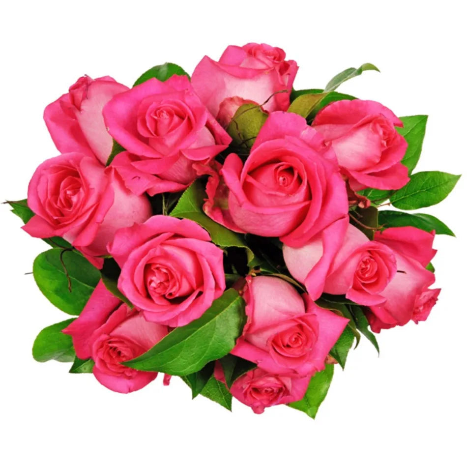 Soft Pink Rose Flower Seeds for Planting