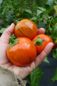 Close-up of Turkish Orange Eggplant leaves and fruits