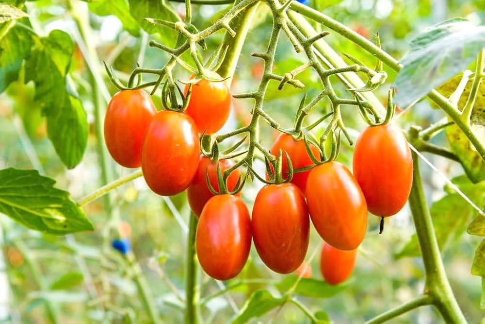 Mixed tomato seedlings sprouting from Non GMO seeds