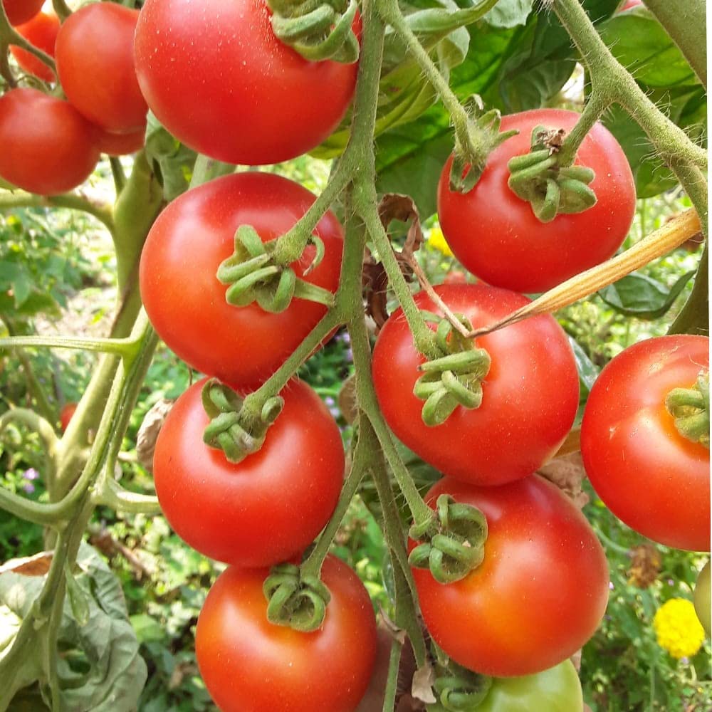 Solanum lycopersicum tomato seedlings sprouting from Non GMO seeds