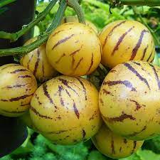 Solanum Muricatum plant growing from seeds in sunny garden