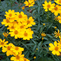 Lemmonii Flower seeds for Planting - Bright Blooms, Heirloom & GMO Free Seeds for Home Garden