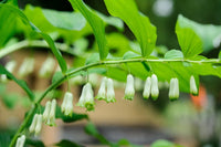 Solomon's Plant seeds for vibrant garden blooms
