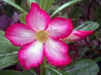 Pink Adenium Obesum Seeds for Easy Planting