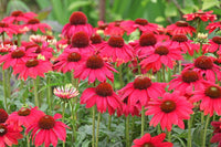 Maroon Coneflower Flower seeds for Planting - Long Bloom Season, Heirloom & GMO Free Seeds for Home Garden
