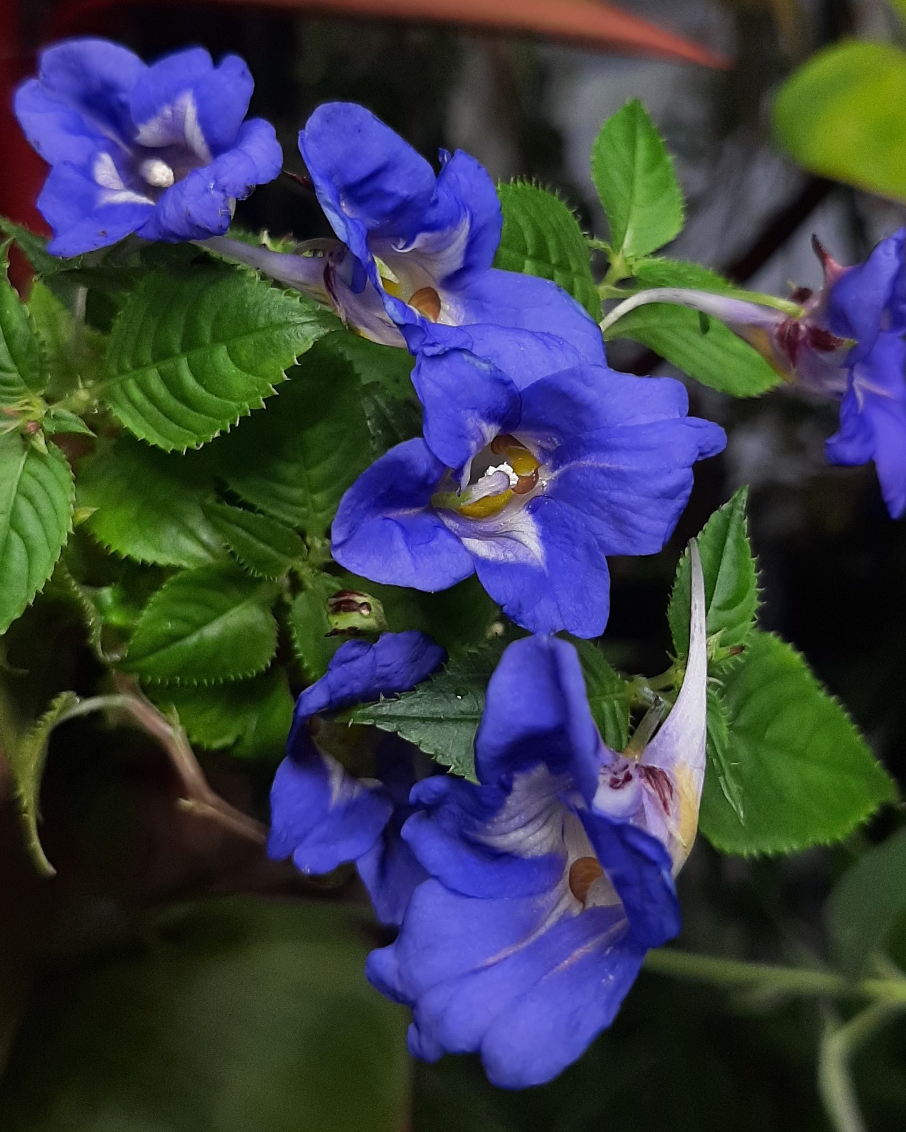 Blue Impatiens Flower seeds for Planting - Sun Loving, Heirloom & GMO Free Seeds for Home Garden