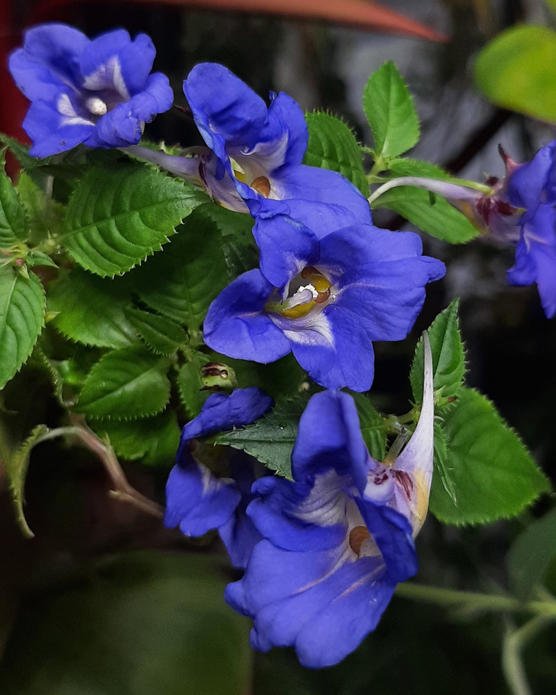 Blue Impatiens Flower seeds for Planting - Sun Loving, Heirloom & GMO Free Seeds for Home Garden
