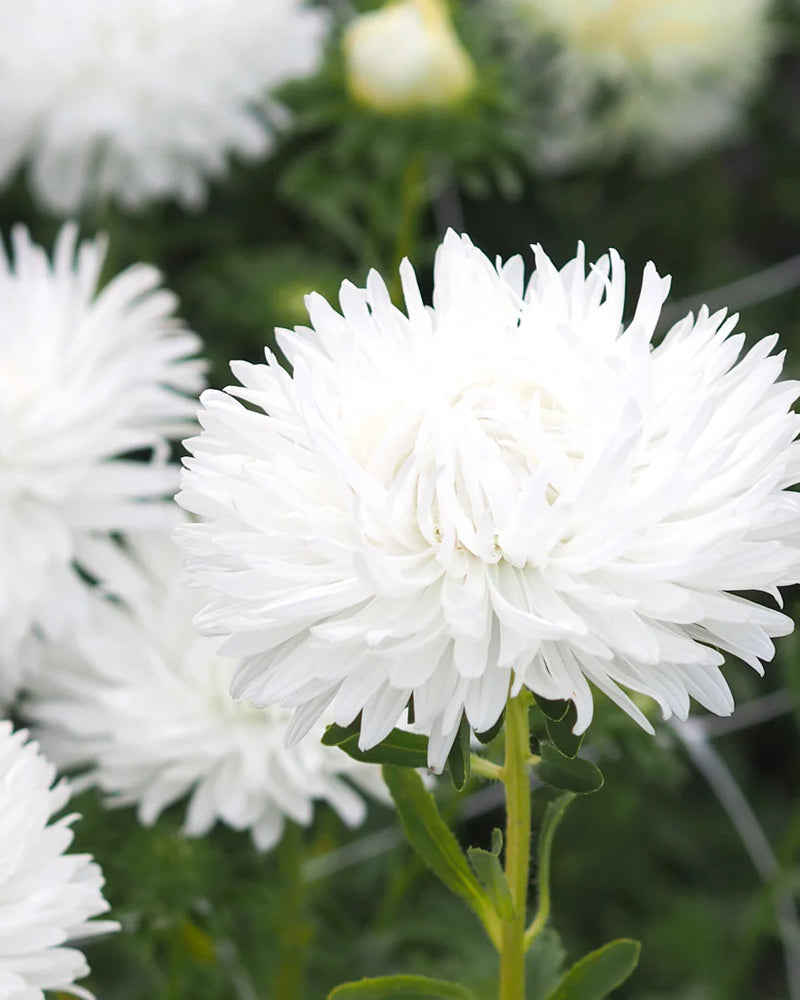 White Callistephus Flower Seeds Cottage Garden Essential Heirloom & GMO Free Seeds for Home Garden
 
 Sale