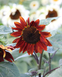 Red Sunflower Seeds for Planting - Moulin Flower Variety
