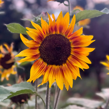 Orange Mini Sunflower Seeds for Planting, Heirloom Non-GMO Garden Seeds for Cut Flowers