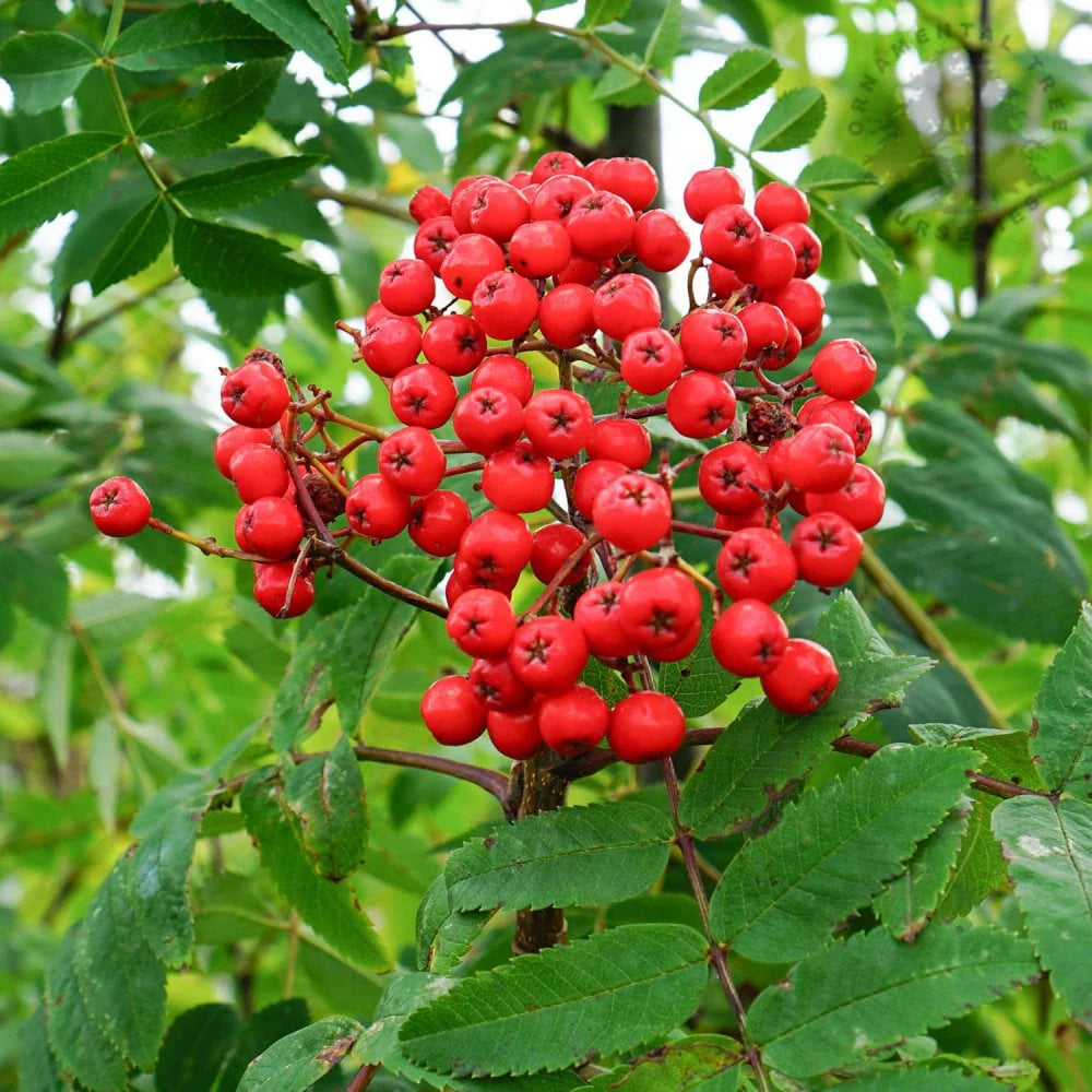 Red Sorbus Tree Seeds for a Vibrant Garden | Quality Tree Planting Seeds