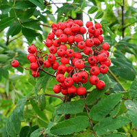 Red Sorbus Tree Seeds for a Vibrant Garden | Quality Tree Planting Seeds