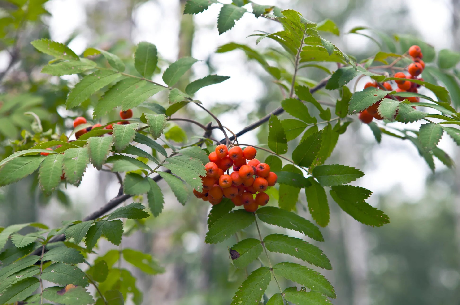 Sorbus tree growth and planting guide