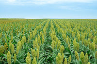Sorgo plants cultivated in outdoor garden beds