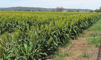 Non-GMO Sorgo seeds for planting in home gardens