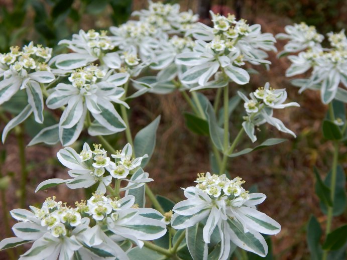 Green and White Mountain Flower Seeds: Essential Planting