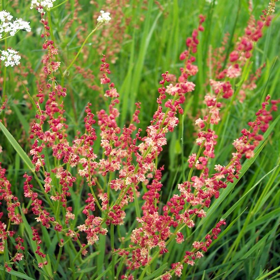 Sour Weed herb plants with spreading growth habit