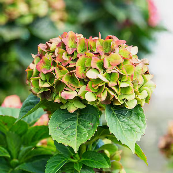 Green & Red Hydrangea Flower seeds for Planting - Easy to Grow, Heirloom & GMO Free Seeds for Home Garden