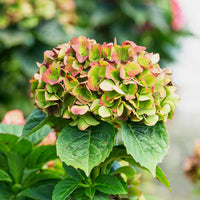 Green & Red Hydrangea Flower seeds for Planting - Easy to Grow, Heirloom & GMO Free Seeds for Home Garden