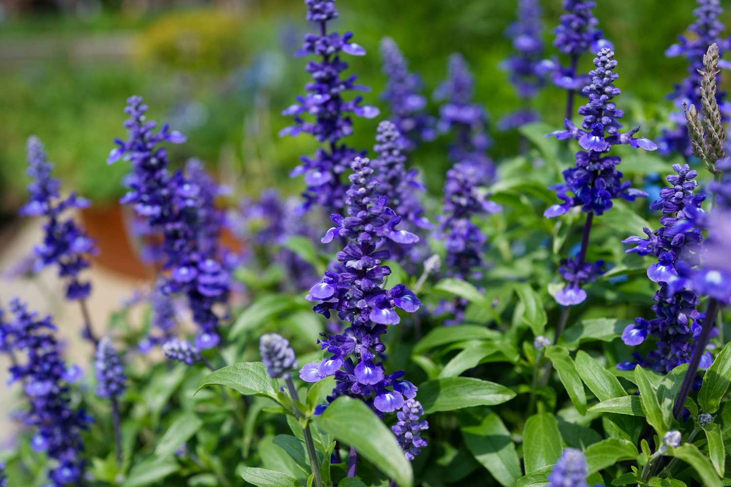 Garden Perennial Flower Seeds for Planting - Beautiful Year-Round Garden Blooms