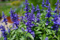 Garden Perennial Flower Seeds for Planting - Beautiful Year-Round Garden Blooms