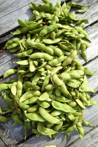 Soybean plants growing in vegetable patch